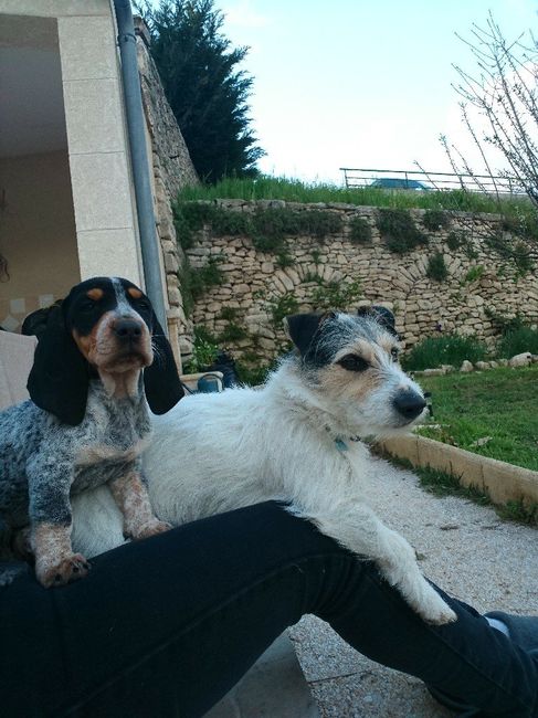 Nos amis les animaux - 9