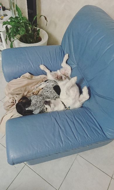 Montrez moi vos animaux ! - 1