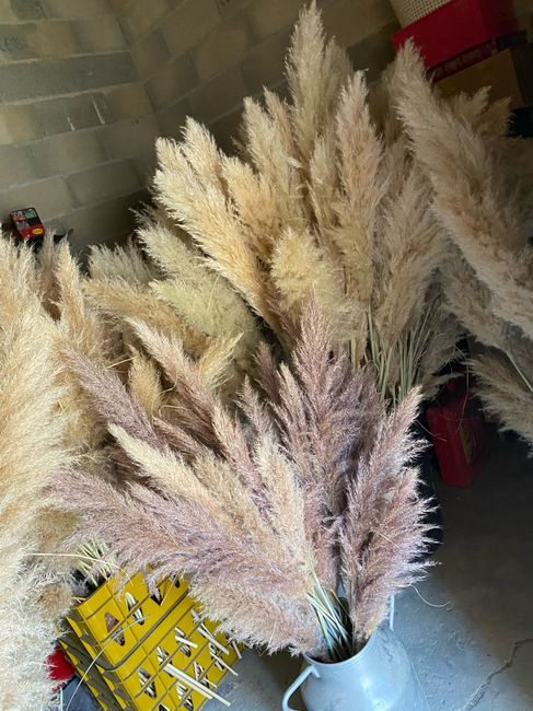 Recherche pampas pour bouquets décoration (cérémonie + soirée) - 1