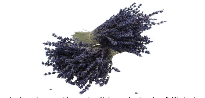 Conserver bouquet lavande 1