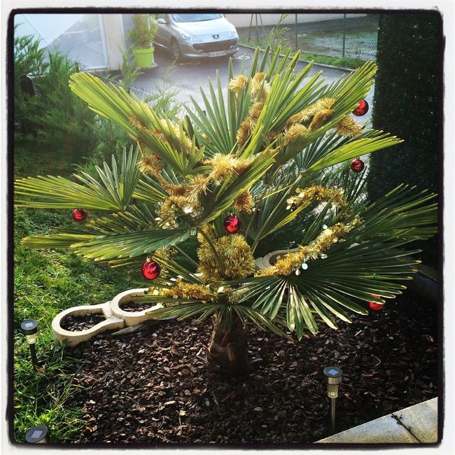 A vos sapins !!! - 2