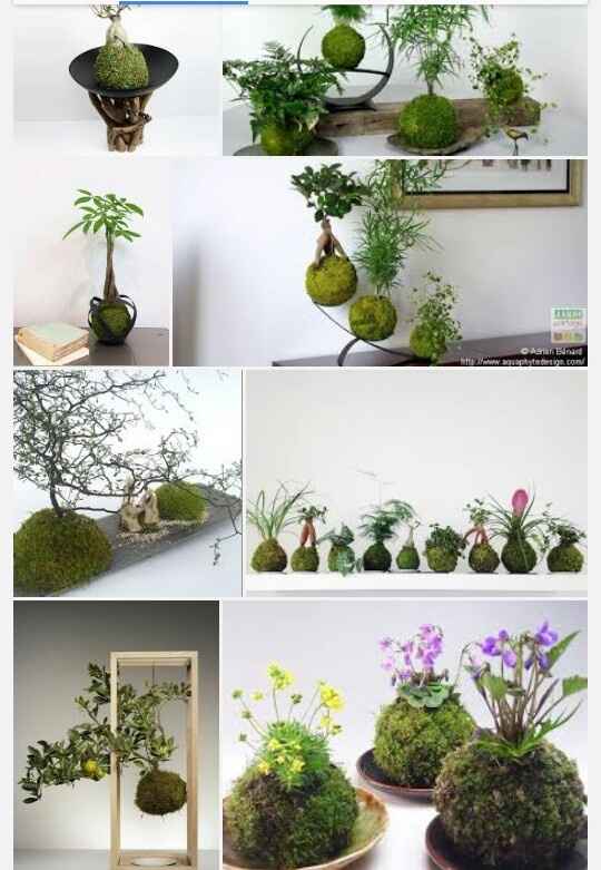 Centres de table kokedama ! - 1