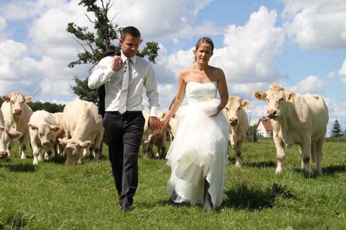 Au milieu des vaches....