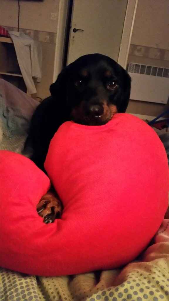 Vos animaux de compagnie - 1