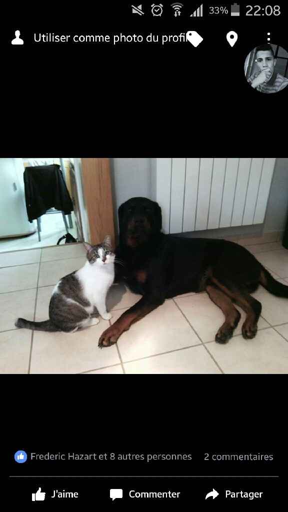 Vos animaux de compagnie - 2