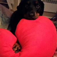 Vos animaux de compagnie - 1