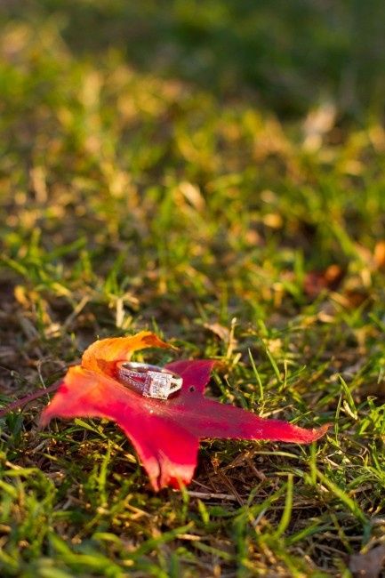 Votez pour votre photo d'automne préférée !