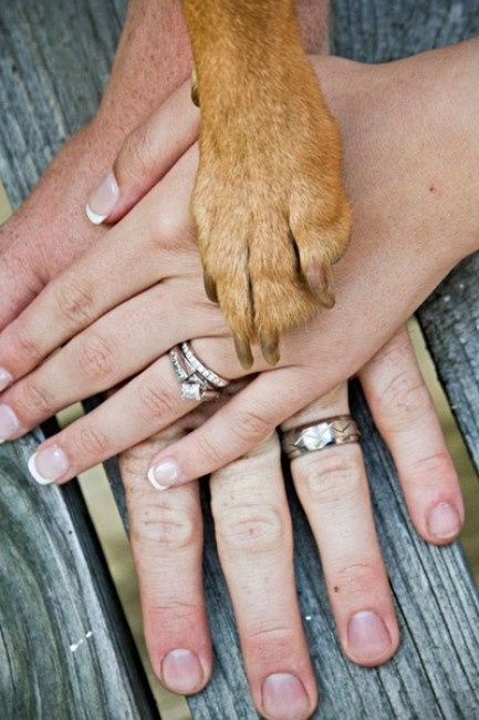 Votez pour votre photo de chien préférée !