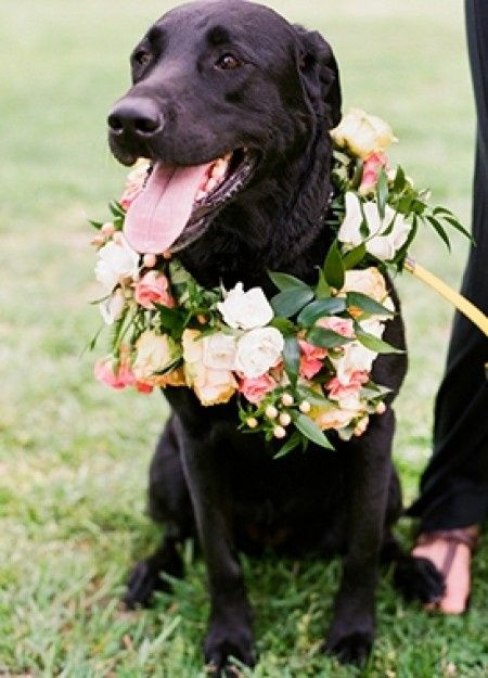Votez pour votre photo de chien préférée !