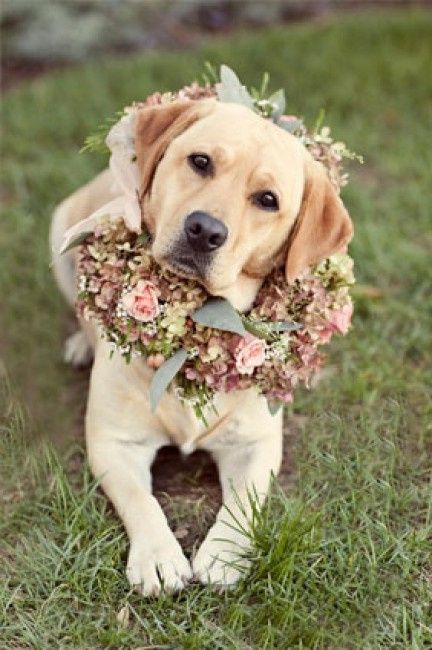 Votez pour votre photo de chien préférée !