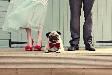 Votez pour votre photo de chien préférée !