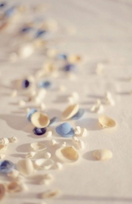 Coquillages et pétales