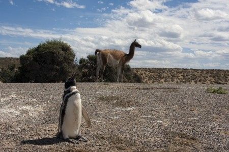 Je vous emmène voir les pinguins de Punta Tombo en Argentine !