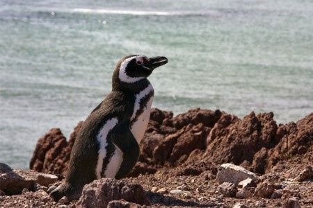 Je vous emmène voir les pinguins de Punta Tombo en Argentine !