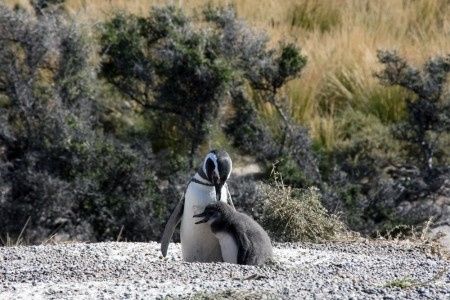 Je vous emmène voir les pinguins de Punta Tombo en Argentine !
