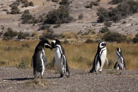 Je vous emmène voir les pinguins de Punta Tombo en Argentine !