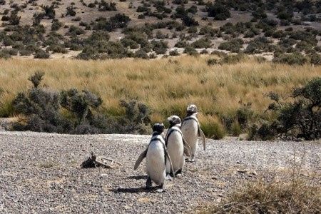 Je vous emmène voir les pinguins de Punta Tombo en Argentine !
