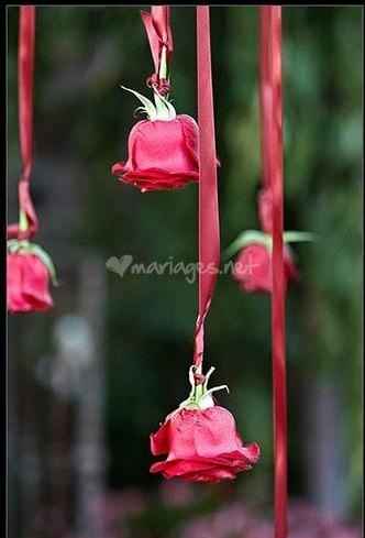 Roses suspendues