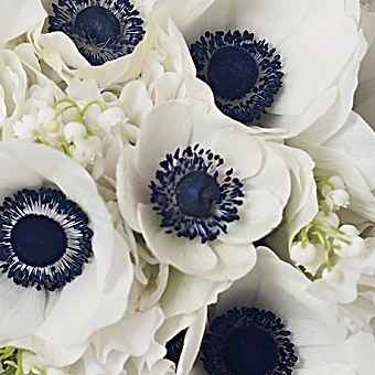 IdÃ©es bouquet blanc et bleu