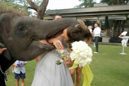 Un éléphant, ça mange énormément et même de la mariée !