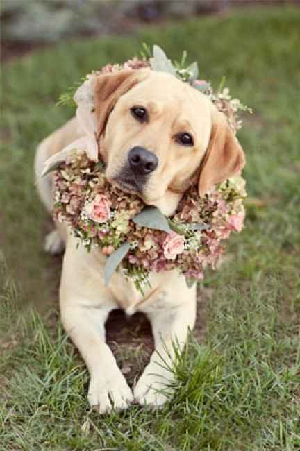 Votez pour votre photo de chien préférée !