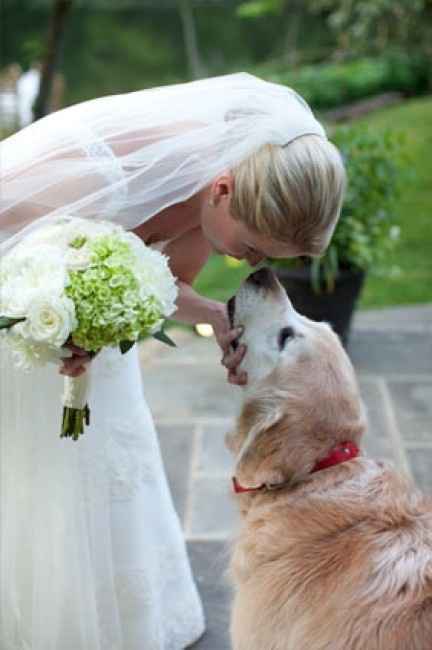 Votez pour votre photo de chien préférée !