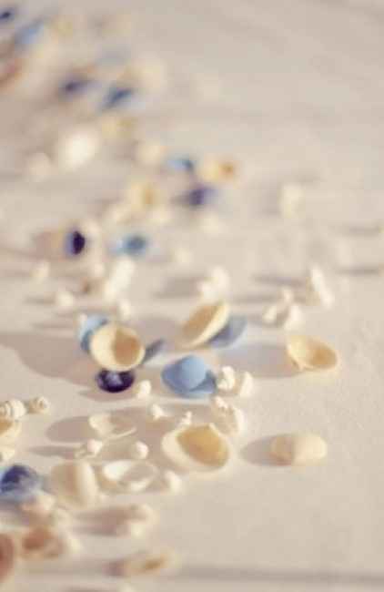 Coquillages et pétales