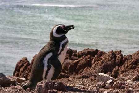 Je vous emmène voir les pinguins de Punta Tombo en Argentine !