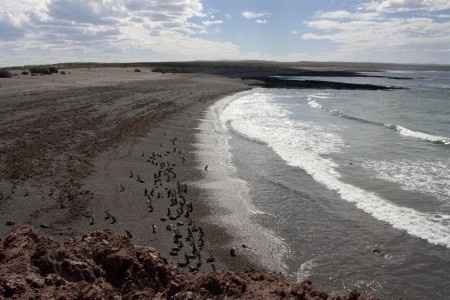 Je vous emmène voir les pinguins de Punta Tombo en Argentine !