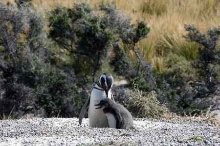 Je vous emmène voir les pinguins de Punta Tombo en Argentine !