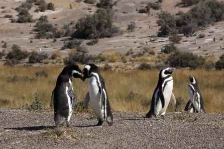 Je vous emmène voir les pinguins de Punta Tombo en Argentine !