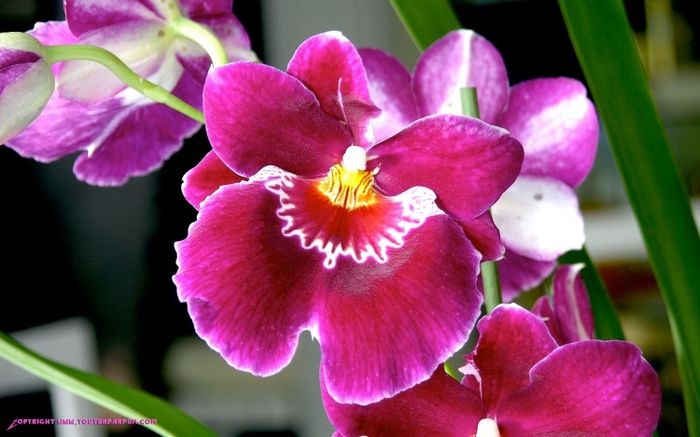Orchidee fushia