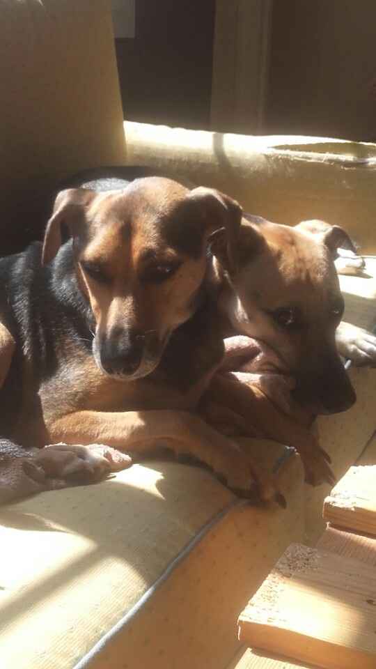 Comment s'appellent vos animaux poilus ? - 1