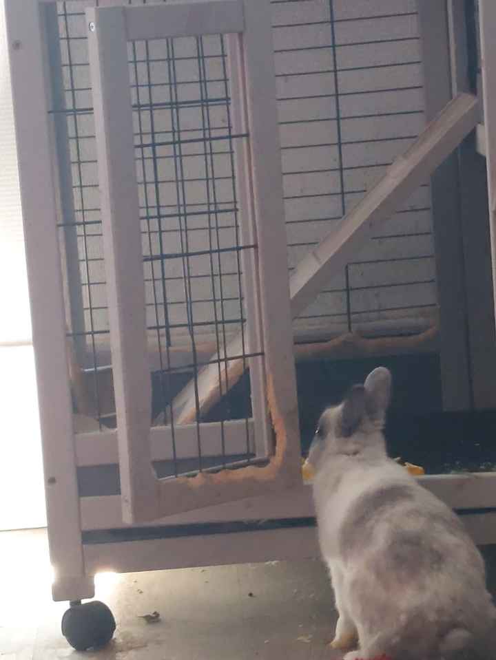 Qui a Des animaux ? - 1