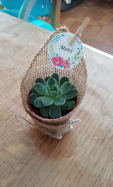 Mignonette  Et Succulente vos avis - 4