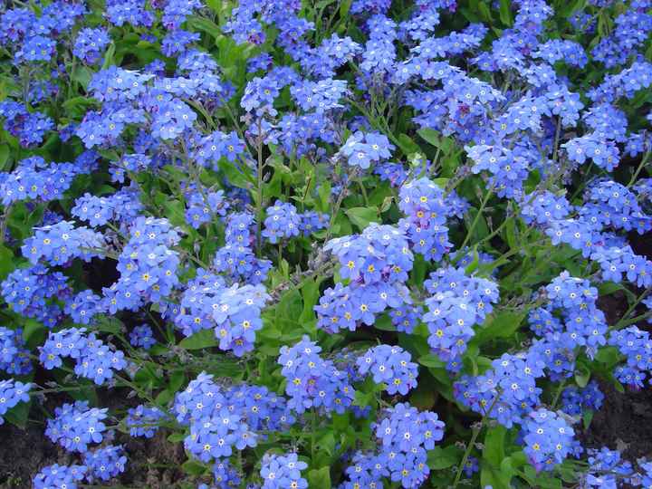fleurs bleues bis