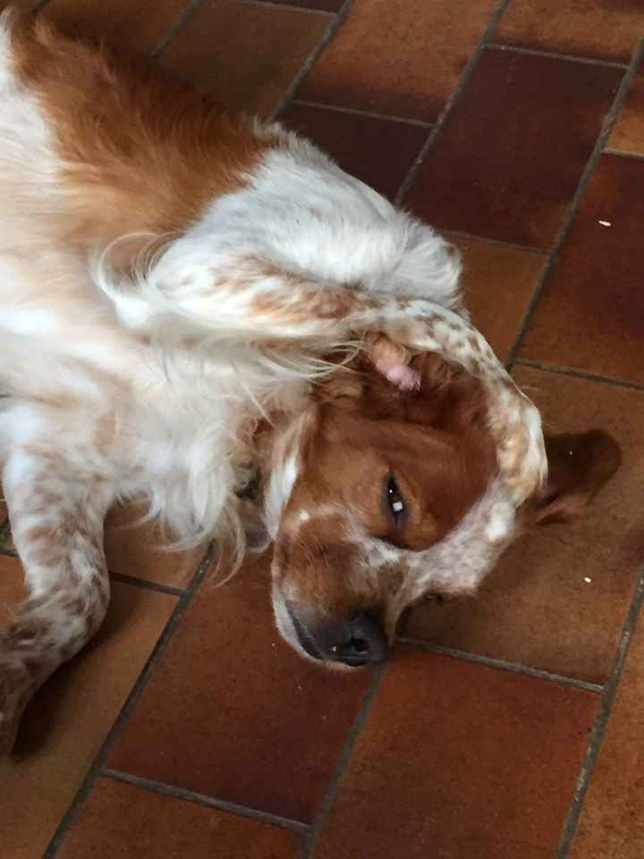 Mariage mariage ... la famille en a marre ! - 1