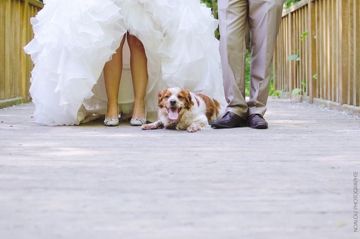 Pour ceux qui ont un chien - 1