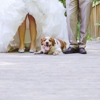 Pour ceux qui ont un chien - 1