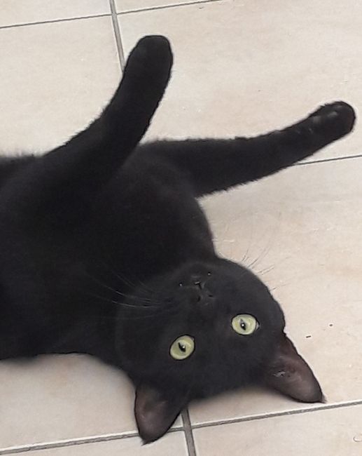 Comment s'appellent vos animaux poilus ? - 1