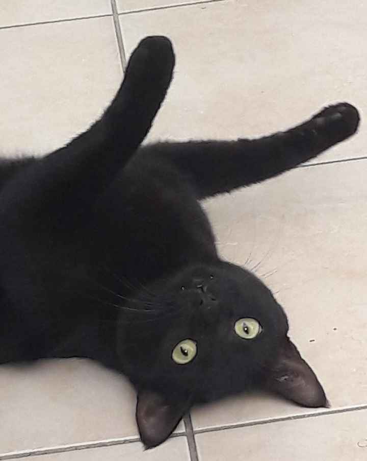 Comment s'appellent vos animaux poilus ? - 1