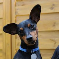 Animal, animaux, photos de nos chéris - 1