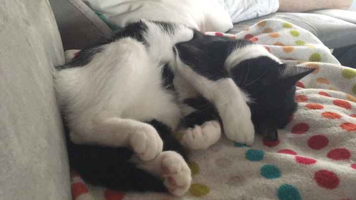  Mon petit bébé chat 😋 - 1