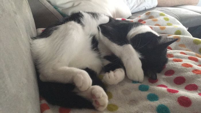  Mon petit bébé chat 😋 - 1