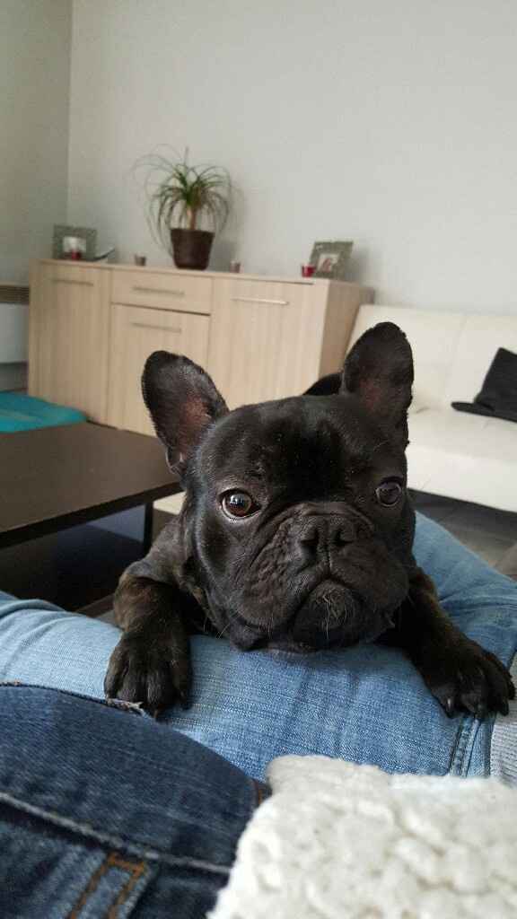 Vos animaux de compagnie ! - 1