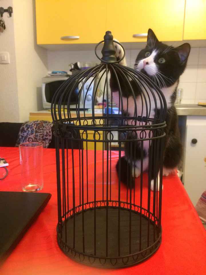  Cage pour Clochette - 2