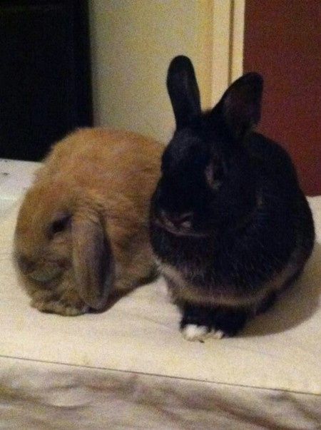 Mes lapins