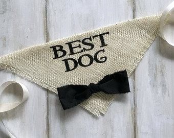 Pour ceux qui ont un CHIEN : le chien d'honneur !!! 6