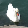 Coralie