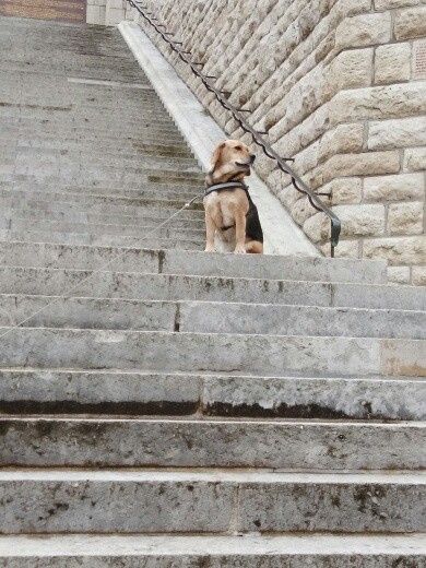 Pour ceux qui ont un CHIEN : le chien d'honneur !!! 11